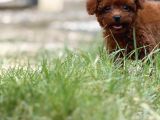 Teacup Boy Korea Kan Toypoodle Bebekler