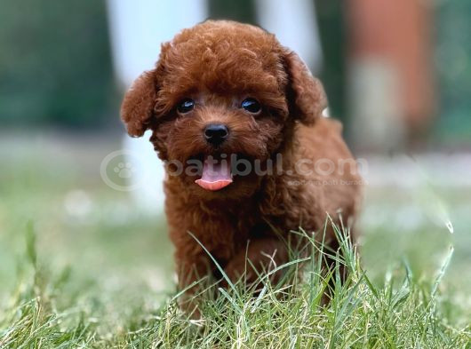 TEACUP BOY KOREA KAN TOYPOODLE BEBEKLER