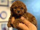TEACUP BOY KOREA KAN TOYPOODLE BEBEKLER