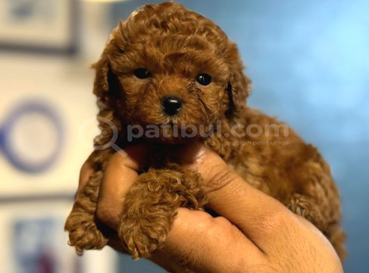 Teacup Boy Korea Kan Toypoodle Bebekler