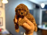 Teacup Boy Korea Kan Toypoodle Bebekler