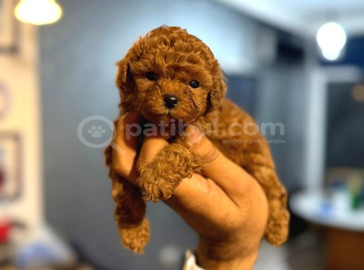 Teacup Boy Korea Kan Toypoodle Bebekler görsel