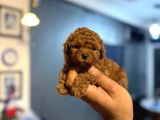 Teacup Boy Korea Kan Toypoodle Bebekler