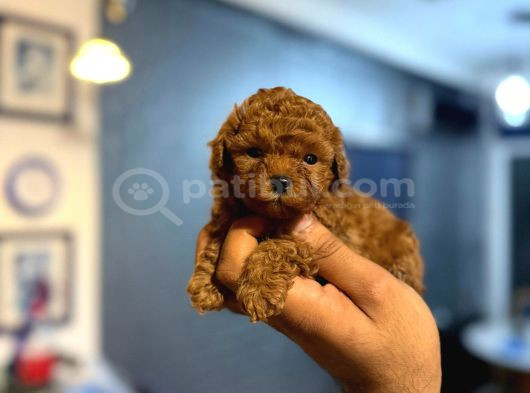 Teacup Boy Korea Kan Toypoodle Bebekler görsel