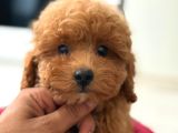 Teacup Boy Korea Kan Toypoodle Bebekler