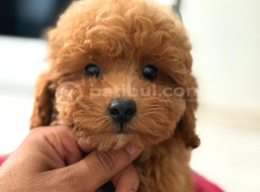 Teacup Boy Korea Kan Toypoodle Bebekler görsel