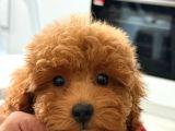Teacup Boy Korea Kan Toypoodle Bebekler