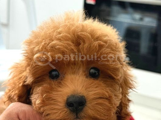 Teacup Boy Korea Kan Toypoodle Bebekler görsel