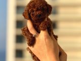 TEACUP BOY KOREA KAN TOYPOODLE BEBEKLER