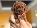 TEACUP BOY KOREA KAN TOYPOODLE BEBEKLER