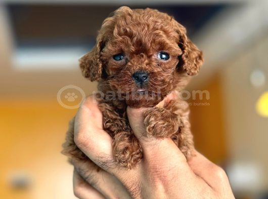TEACUP BOY KOREA KAN TOYPOODLE BEBEKLER