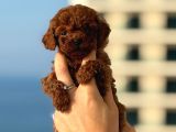 Teacup Boy Korea Kan Toypoodle Bebekler