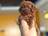Teacup Boy Korea Kan Toypoodle Bebekler