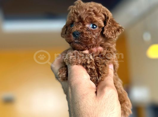 Teacup Boy Korea Kan Toypoodle Bebekler görsel