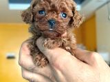 Teacup Boy Korea Kan Toypoodle Bebekler