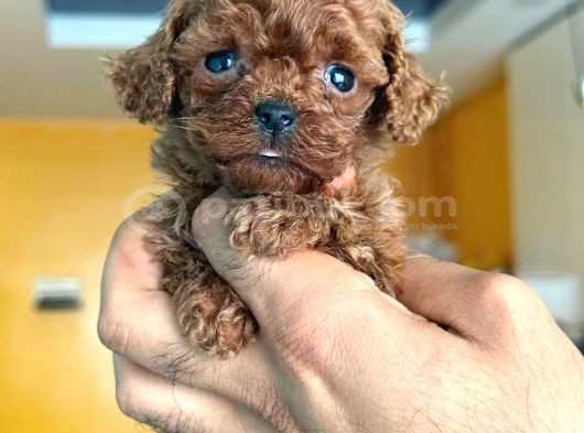 Teacup Boy Korea Kan Toypoodle Bebekler görsel
