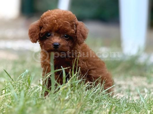 Teacup Boy Korea Kan Toypoodle Bebekler görsel