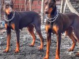 İri Yapılı Doberman Yavrular