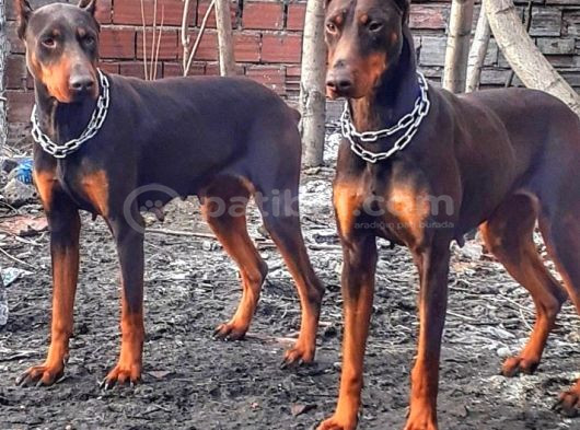 İri Yapılı Doberman Yavrular görsel