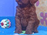 Şok Şok Fi̇yata Orji̇nal Gerçek Poodle Yavrular