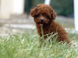 TEACUP BOY KOREA KAN TOYPOODLE BEBEKLER