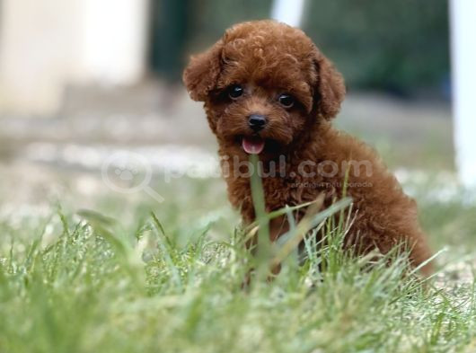 Teacup Boy Korea Kan Toypoodle Bebekler
