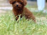 Teacup Boy Korea Kan Toypoodle Bebekler