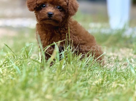 Teacup Boy Korea Kan Toypoodle Bebekler görsel