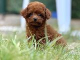 Teacup Boy Korea Kan Toypoodle Bebekler