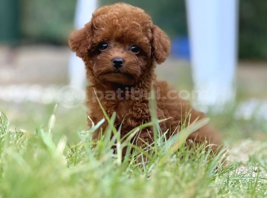 Teacup Boy Korea Kan Toypoodle Bebekler görsel