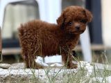 Teacup Boy Korea Kan Toypoodle Bebekler