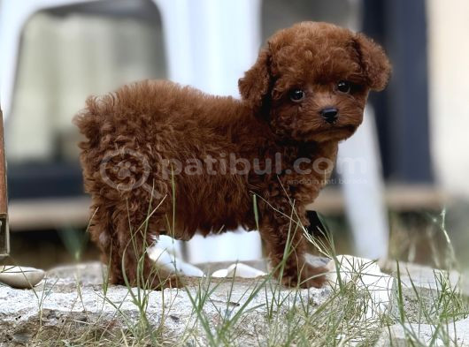Teacup Boy Korea Kan Toypoodle Bebekler görsel