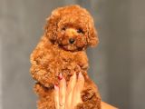 Teacup Boy Korea Kan Toypoodle Bebekler