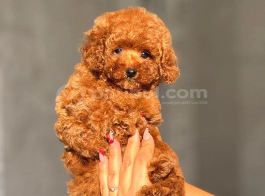 TEACUP BOY KOREA KAN TOYPOODLE BEBEKLER