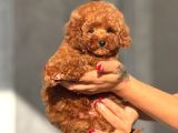 Teacup Boy Korea Kan Toypoodle Bebekler