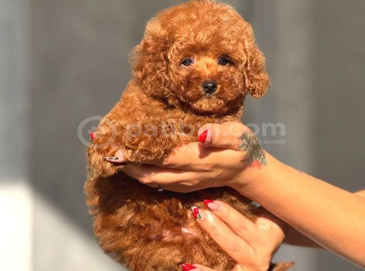 Teacup Boy Korea Kan Toypoodle Bebekler görsel