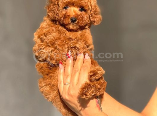Teacup Boy Korea Kan Toypoodle Bebekler görsel