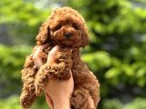 Teacup Boy Korea Kan Toypoodle Bebekler