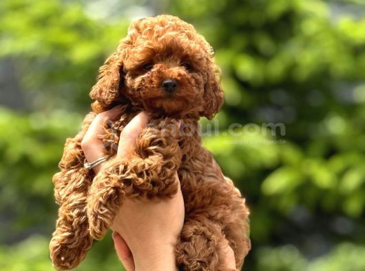 Teacup Boy Korea Kan Toypoodle Bebekler görsel