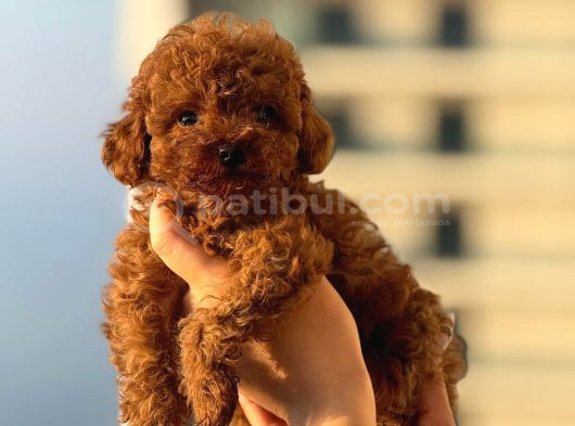 Teacup Boy Korea Kan Toypoodle Bebekler görsel