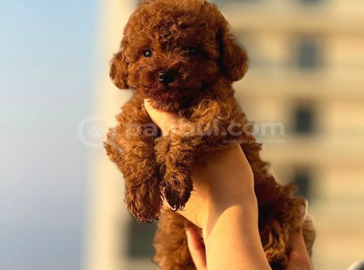 Teacup Boy Korea Kan Toypoodle Bebekler görsel