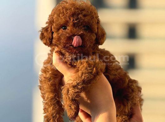 Teacup Boy Korea Kan Toypoodle Bebekler