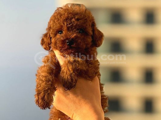 TEACUP BOY KOREA KAN TOYPOODLE BEBEKLER