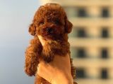 TEACUP BOY KOREA KAN TOYPOODLE BEBEKLER