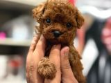TEACUP BOY KOREA KAN TOYPOODLE BEBEKLER