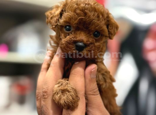 TEACUP BOY KOREA KAN TOYPOODLE BEBEKLER