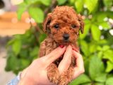 Şeker Mi Şeker Irkının En Miniği Kore Poodle Yavrular