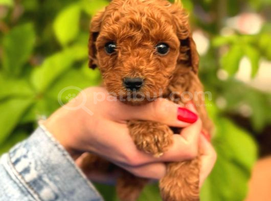Şeker Mi Şeker Irkının En Miniği Kore Poodle Yavrular görsel