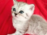 british Yavru Erkek Kedi Sahiplendirme