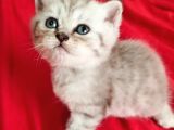 British Yavru Erkek Kedi Sahiplendirme